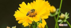 蜜蜂有哪些生活习性和特点 蜜蜂的生活习性