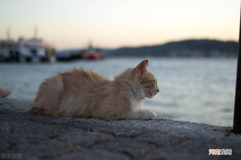 中国最贵的猫排名 中国十大名贵猫排名