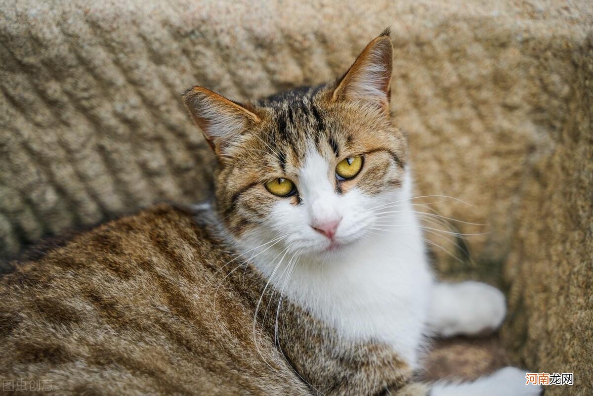 中国最贵的猫排名 中国十大名贵猫排名