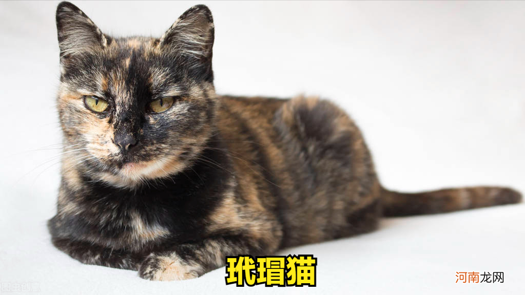 中国最贵的猫排名 中国十大名贵猫排名