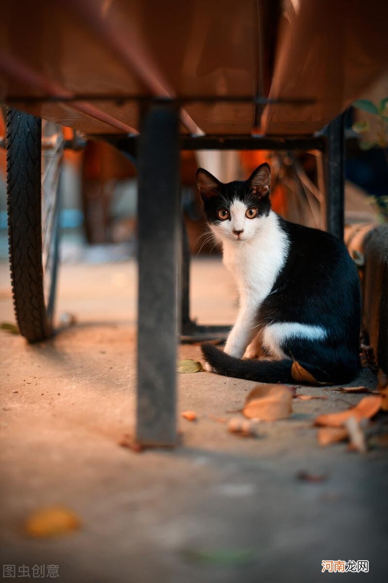 中国最贵的猫排名 中国十大名贵猫排名