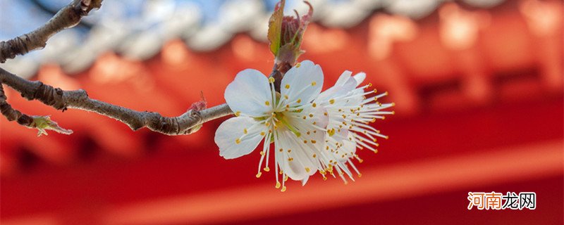 北京哪里可以看樱花 北京哪里有樱花