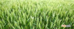 小麦秸秆与塑料的区别 小麦秸秆与塑料的区别是什么