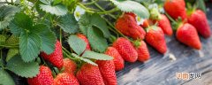 草莓从开花到成熟需要多长时间 草莓开花到成熟要多少天