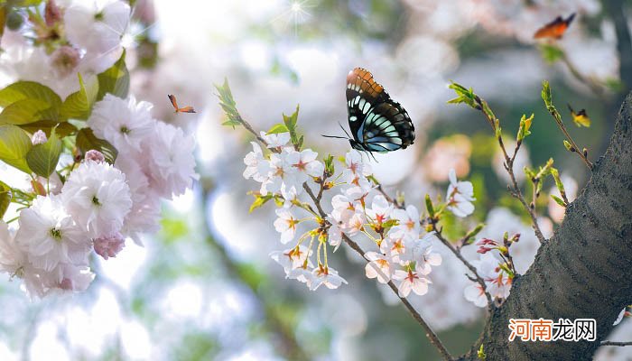 嵊州哪里可以看桃花 嵊州花海在哪里