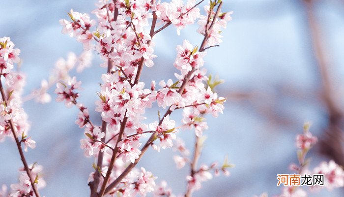 嵊州哪里可以看桃花 嵊州花海在哪里