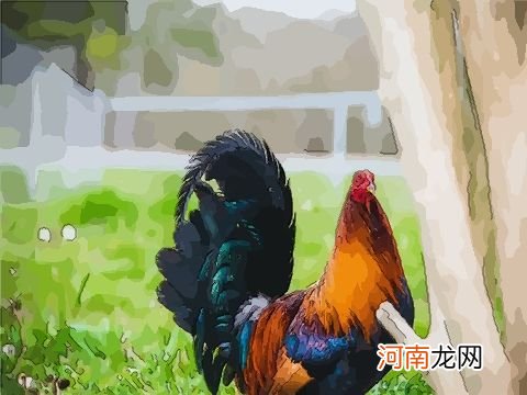 鸡人每月运势 鸡人今日运势非常运势网