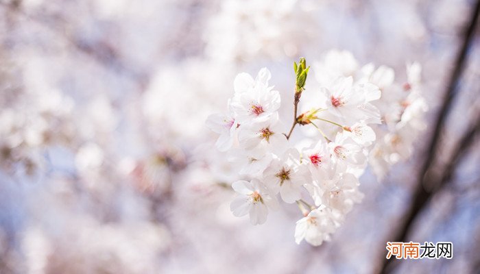 八重樱和日本晚樱的区别 日本晚樱和八重樱的区别是什么