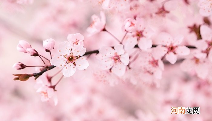 八重樱和日本晚樱的区别 日本晚樱和八重樱的区别是什么