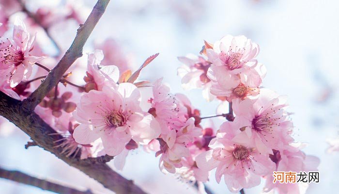 杭州哪里可以看桃花 杭州附近哪里有看桃花的地方