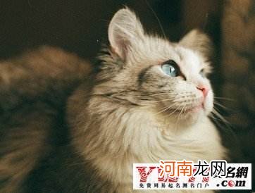 周公解梦大全查询猫 周公解梦大全查询猫咬我