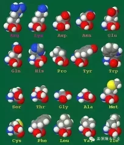 18种氨基酸的具体作用 氨基酸多少种类