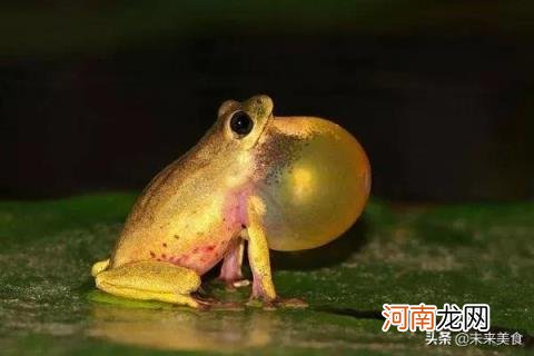 关于青蛙你还知道什么 青蛙肉的营养价值有哪些？