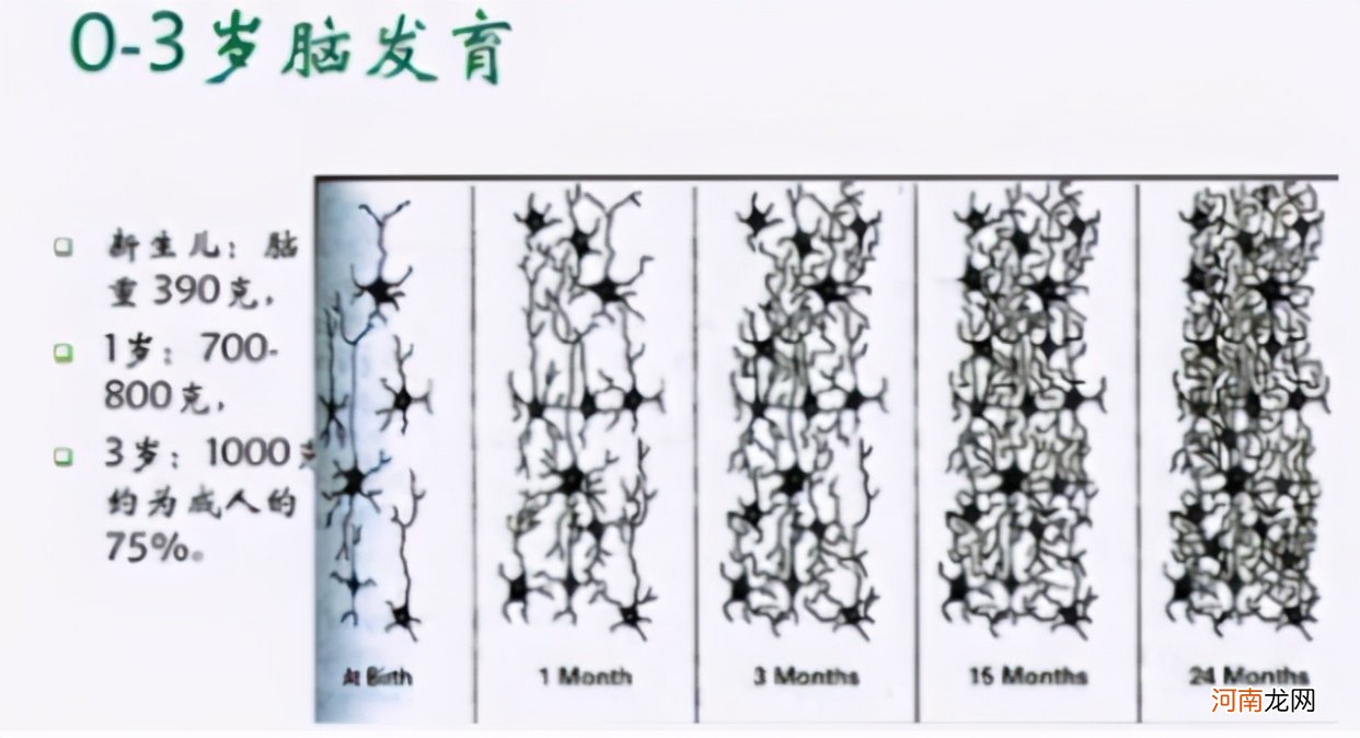 哈佛研究发现：大脑发育高峰期一生只有3次，家长应该利用起来？