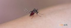 冬天蚊子特别多怎么回事 冬天蚊子特别多的原因
