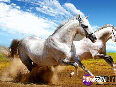 2017年属马每月运势及运程 属马人2017年运势及运程每月运程