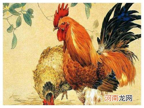 鸡人今日运势查询 鸡运程每日运势查询