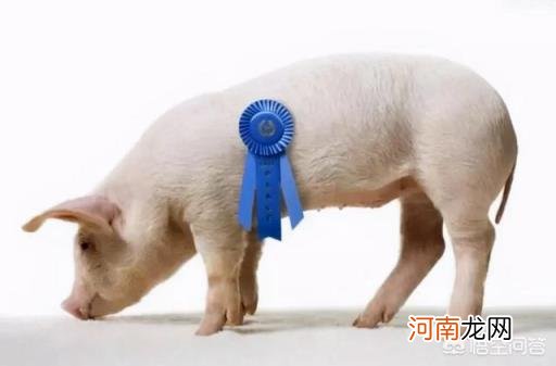 猪肉第一龙头股 全球第一大猪肉生产商是哪家企业？