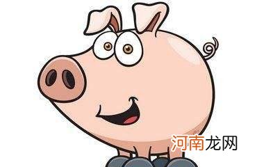 猪男今日运势 猪今日运程每日运势