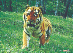 东北虎豹国家公园野生东北虎数量增至50只