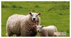 属羊的17年运势 属羊的2017年运势如何