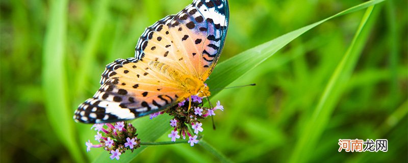 蝴蝶属于动物还是昆虫
