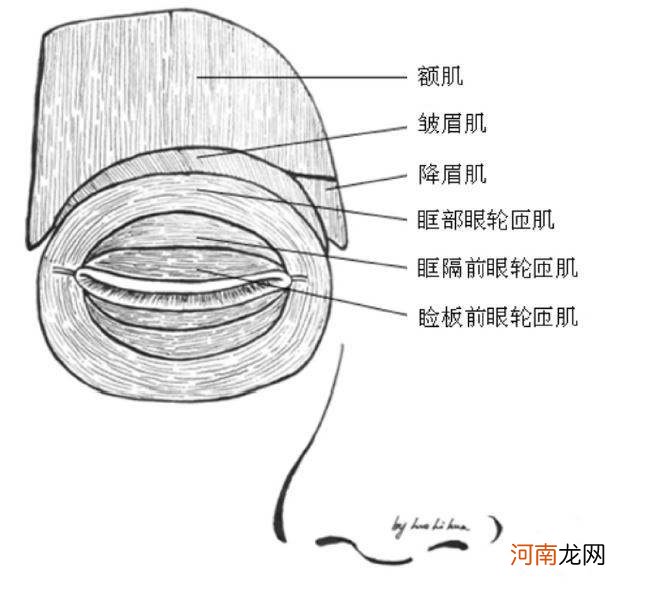 为什么右眼皮时不时的跳一下 写作业时右眼皮一直跳动