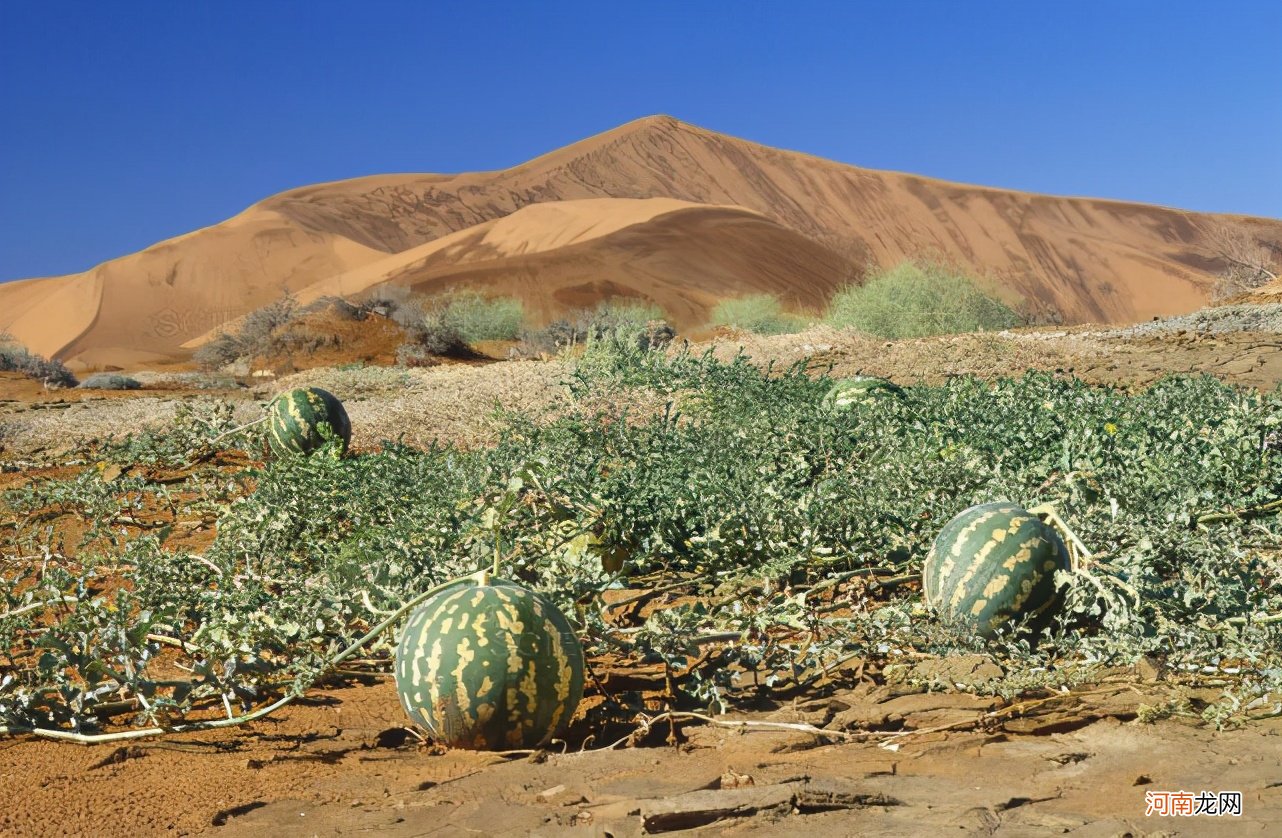 沙漠里的西瓜，毒性是蝎子5倍，误食喝盐水可以自救吗？