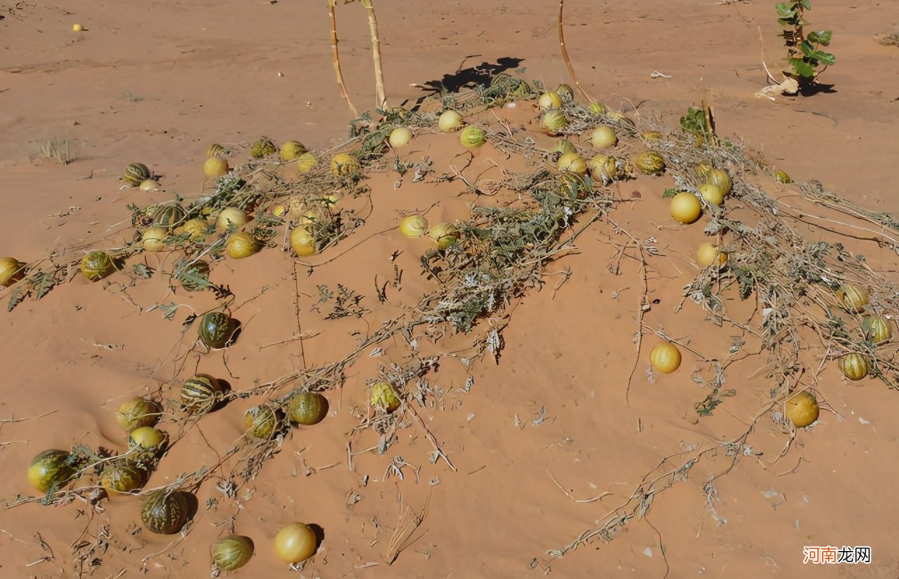 沙漠里的西瓜，毒性是蝎子5倍，误食喝盐水可以自救吗？