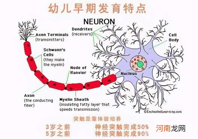 哈佛研究发现：宝宝出生时“几斤几两”，体现了孩子智商高低