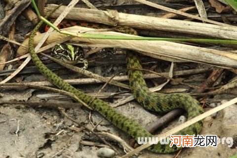 女学生做梦梦到蛇是什么意思 女学生梦到蛇意味着什么