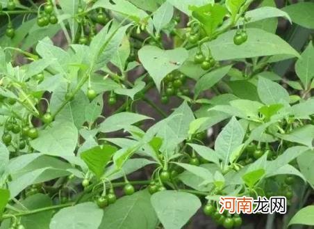 100种野菜图片大全名字 农村能吃100种野菜图片大全及名称