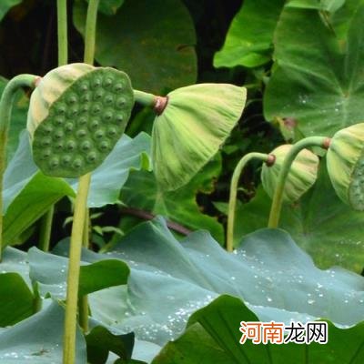 100种野菜图片大全名字 农村能吃100种野菜图片大全及名称