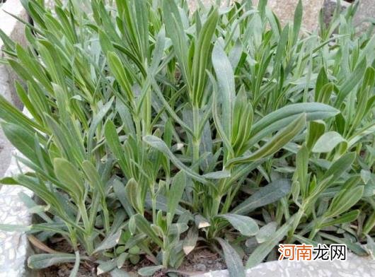 100种野菜图片大全名字 农村能吃100种野菜图片大全及名称