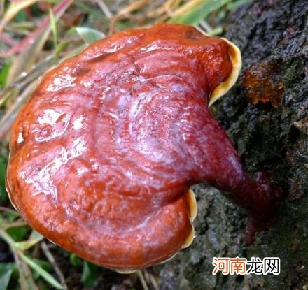 100种野菜图片大全名字 农村能吃100种野菜图片大全及名称