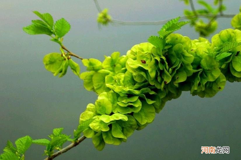 100种野菜图片大全名字 农村能吃100种野菜图片大全及名称