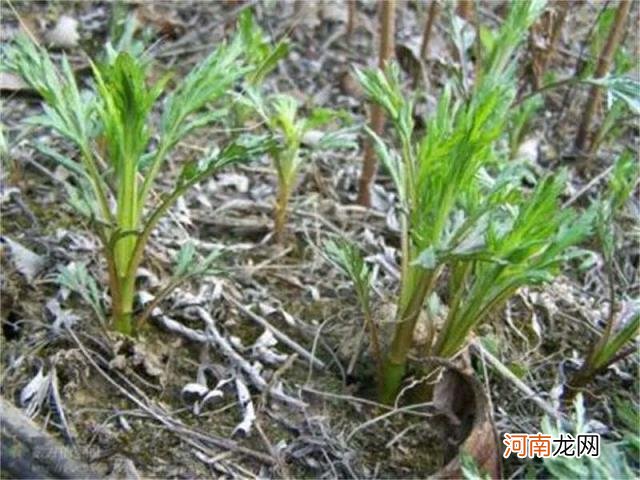 100种野菜图片大全名字 农村能吃100种野菜图片大全及名称