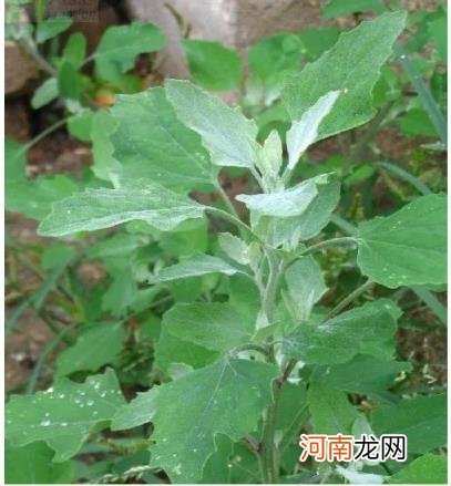 100种野菜图片大全名字 农村能吃100种野菜图片大全及名称