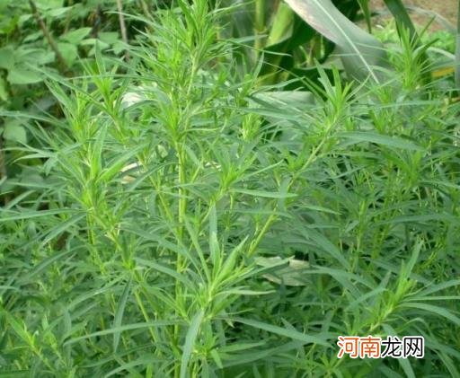 100种野菜图片大全名字 农村能吃100种野菜图片大全及名称