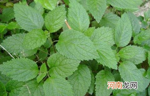 100种野菜图片大全名字 农村能吃100种野菜图片大全及名称