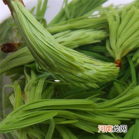 100种野菜图片大全名字 农村能吃100种野菜图片大全及名称