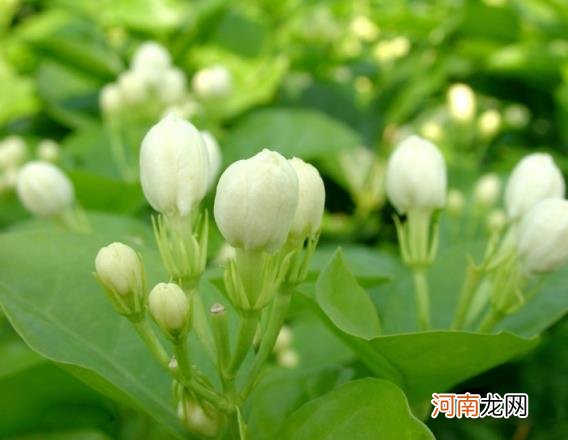 100种野菜图片大全名字 农村能吃100种野菜图片大全及名称