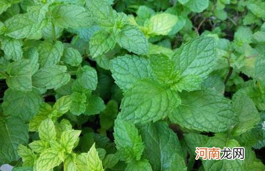 100种野菜图片大全名字 农村能吃100种野菜图片大全及名称