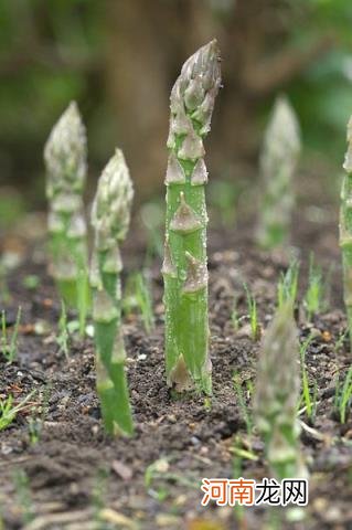 100种野菜图片大全名字 农村能吃100种野菜图片大全及名称