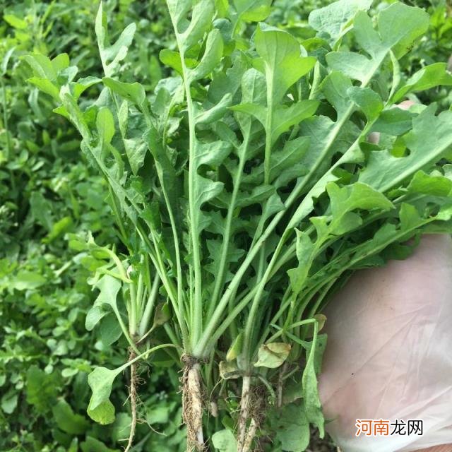 100种野菜图片大全名字 农村能吃100种野菜图片大全及名称