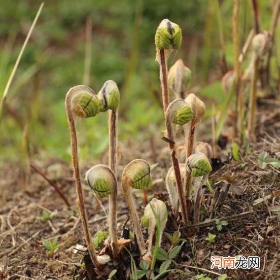 100种野菜图片大全名字 农村能吃100种野菜图片大全及名称