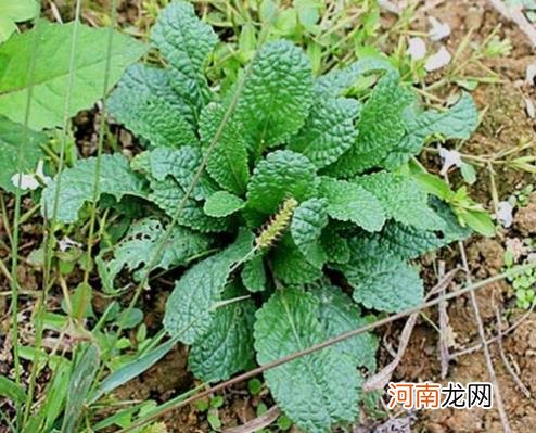 100种野菜图片大全名字 农村能吃100种野菜图片大全及名称