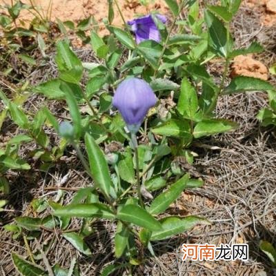 100种野菜图片大全名字 农村能吃100种野菜图片大全及名称