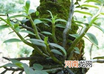 100种野菜图片大全名字 农村能吃100种野菜图片大全及名称