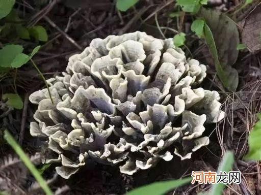 100种野菜图片大全名字 农村能吃100种野菜图片大全及名称